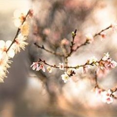 Кухонный фартук Цветы 317 МДФ матовый (3000) Flowers в Кировграде - kirovgrad.mebel24.online | фото