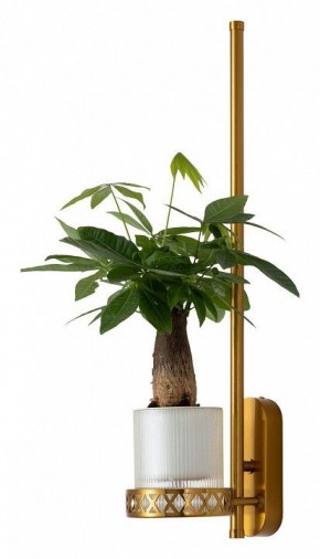 Бра Favourite Greenery 4050-1W в Кировграде - kirovgrad.mebel24.online | фото 4